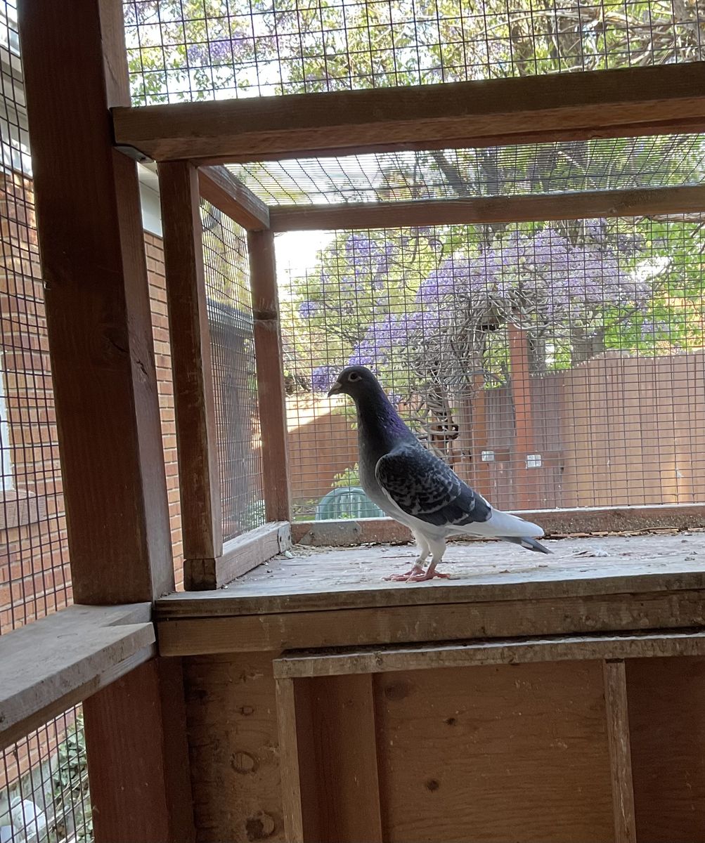 Homing pigeon for sale