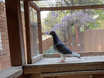Homing pigeon for sale