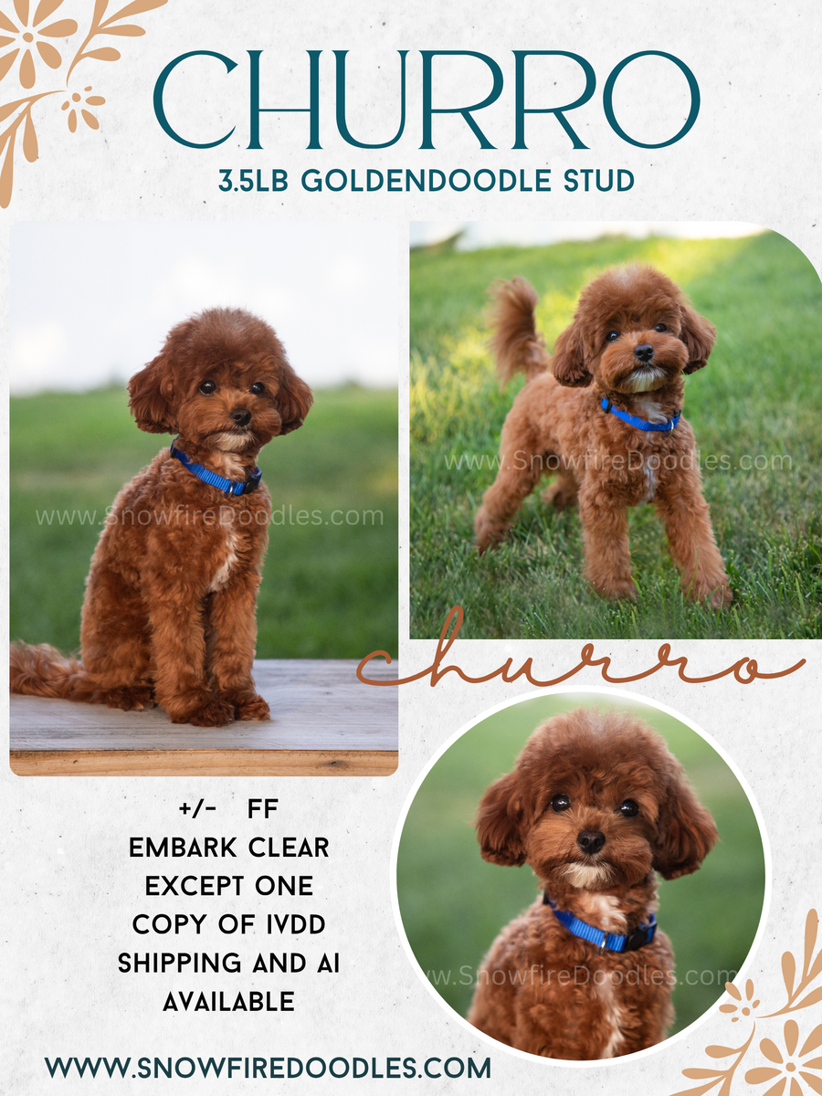 Tiny little 3.5 lb Goldendoodle stud - For stud only - $800 for now!