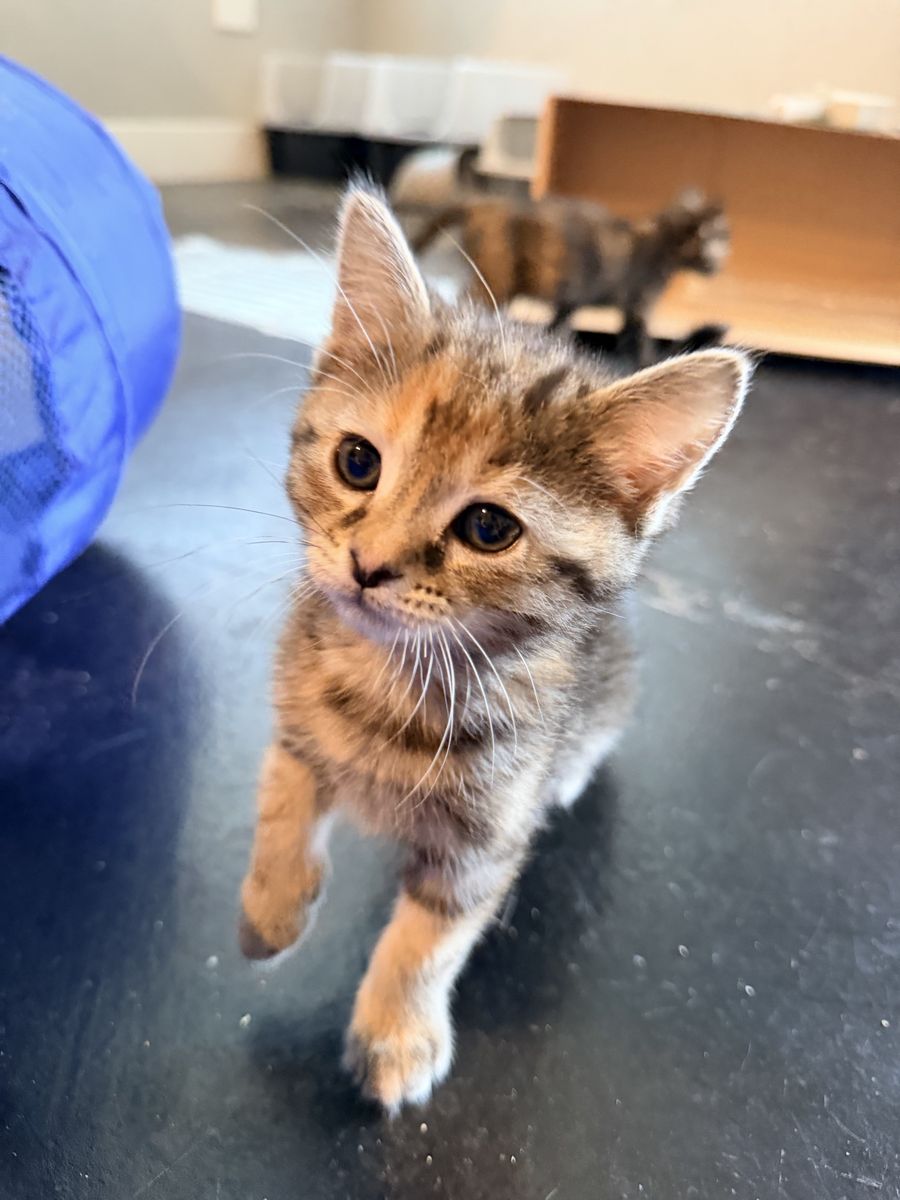 Adopt Aurora: Female Kitten
