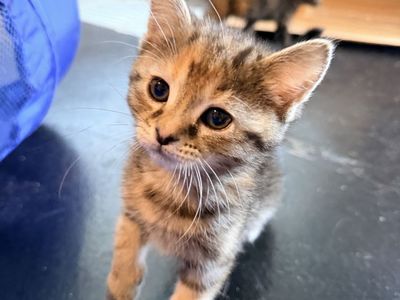 Adopt Aurora: Female Kitten