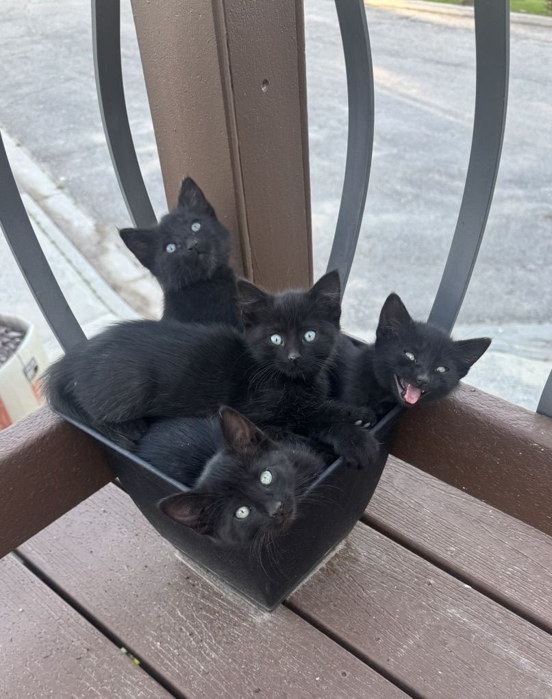 Kittens