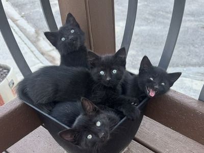 Kittens