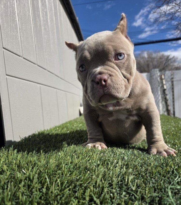 Micro American Bully Female 6k