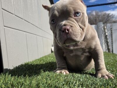 Micro American Bully Female 6k