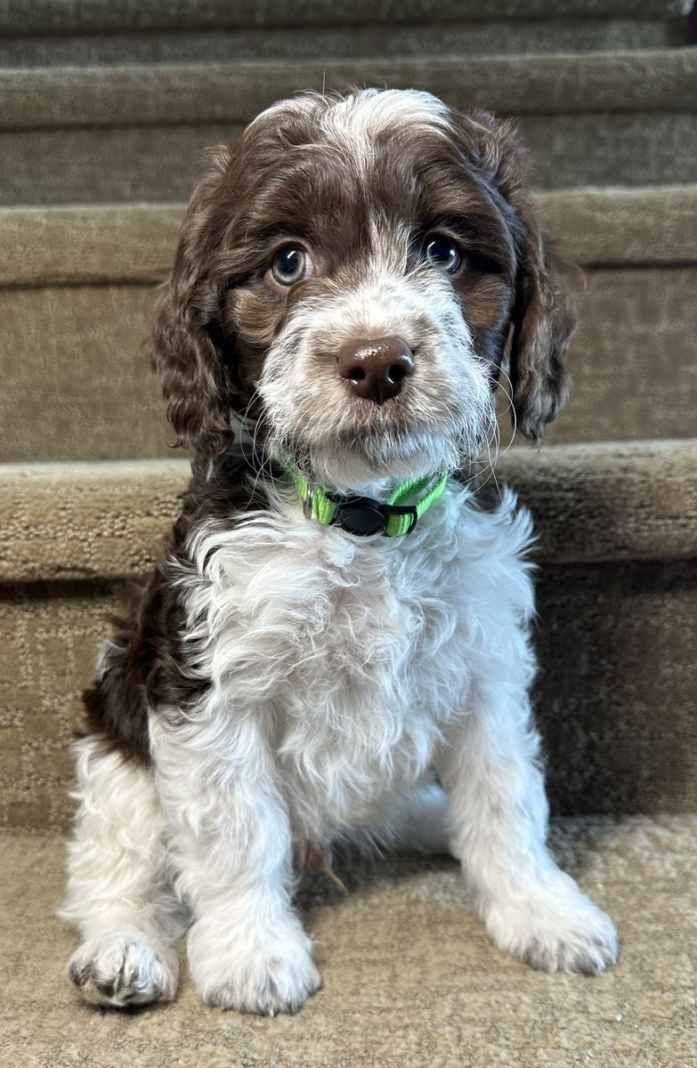 Brittnepoo Puppies (American Brittany x Poodle) | READY NOW 8 Weeks Old | Under 20 lbs Full Grown | Family Raised