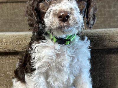 Brittnepoo Puppies (American Brittany x Poodle) | READY NOW 8 Weeks Old | Under 20 lbs Full Grown | Family Raised