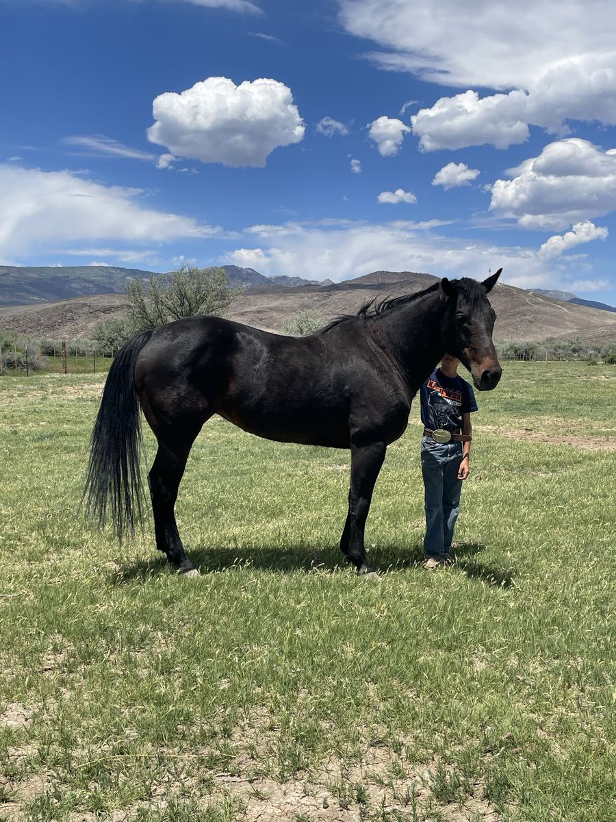Older arena mare