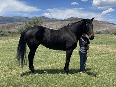 Older arena mare