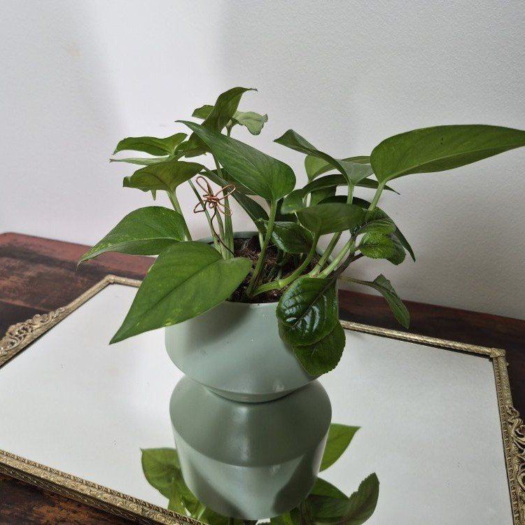 Pothos Houseplant in Sage Green Ceramic Planter Pot - Live Indoor Plant