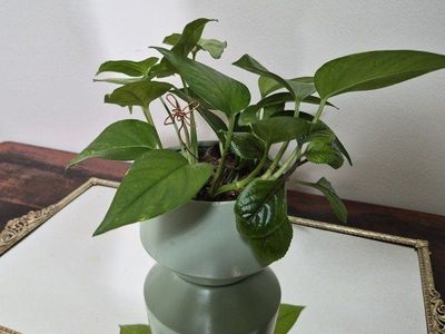 Pothos Houseplant in Sage Green Ceramic Planter Pot - Live Indoor Plant