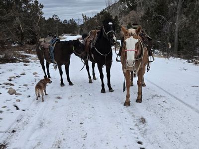 Palomino paint geilding