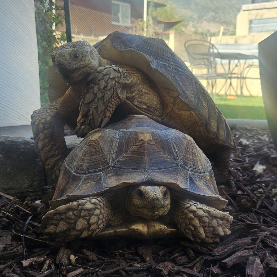 SULCATA TORTOISE BREEDING PAIR