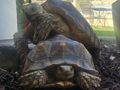 SULCATA TORTOISE BREEDING PAIR