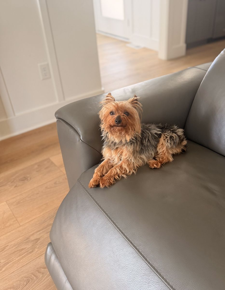 Yorkie
