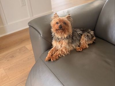 Yorkie