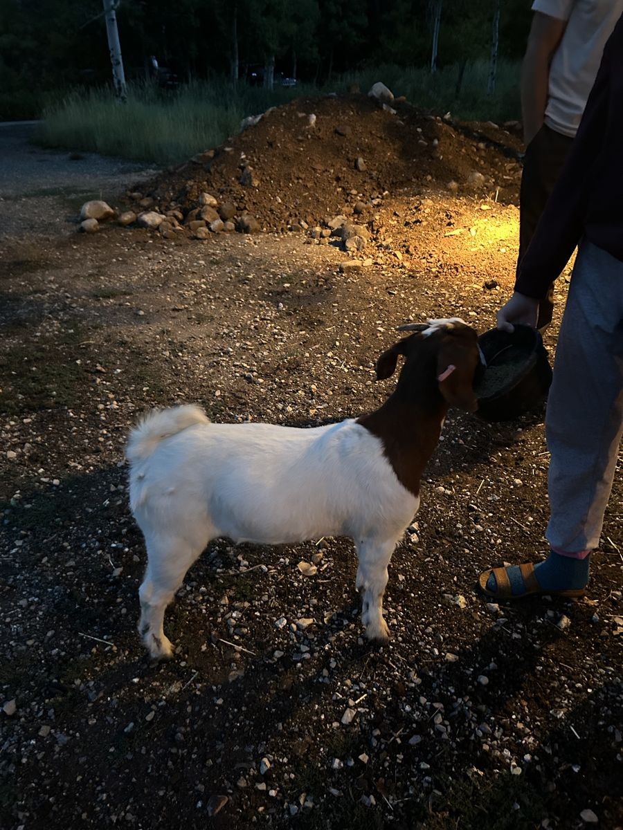 Goat for Sale