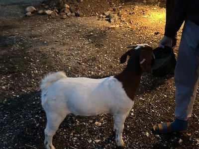 Goat for Sale