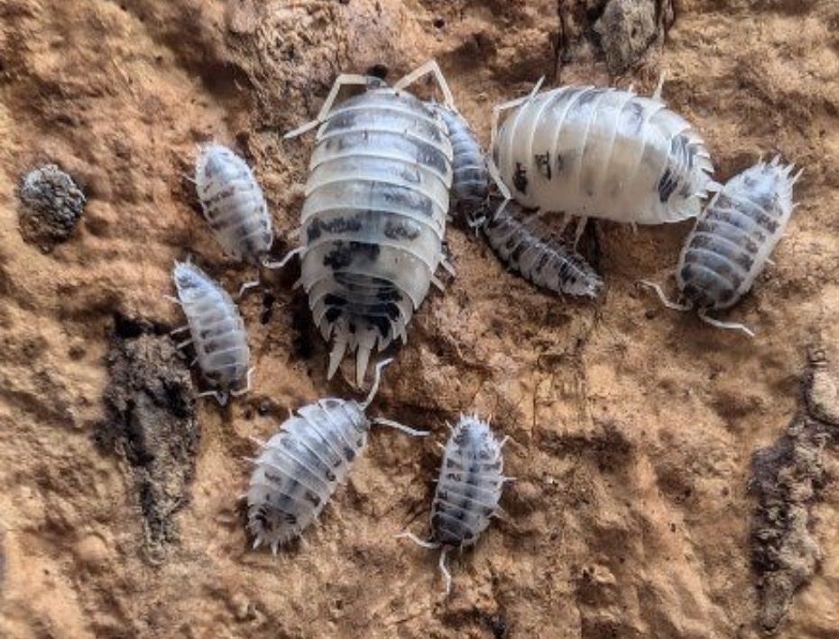 Dairy cow Isopods
