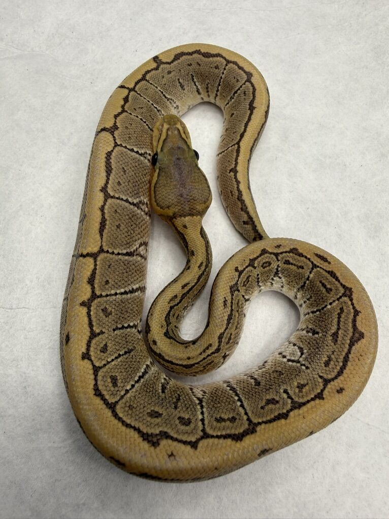 Pinstripe Het True Ghost