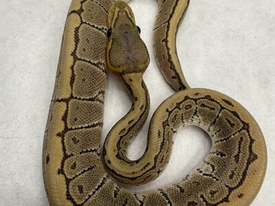 Pinstripe Het True Ghost