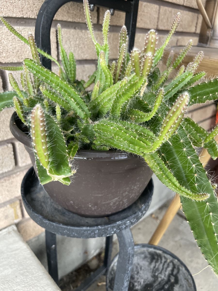 Dogtail Cactus