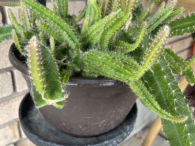 Dogtail Cactus