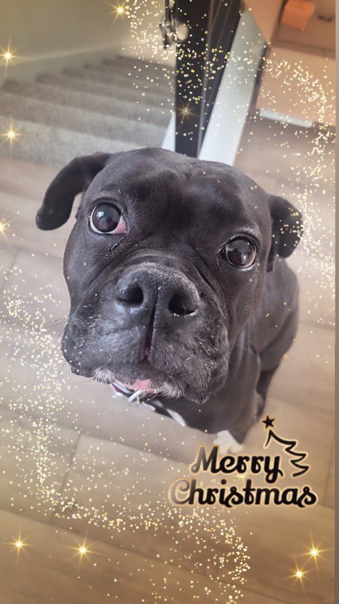 Energetic and loving 5y/o Boxer for adoption - intact and purebred