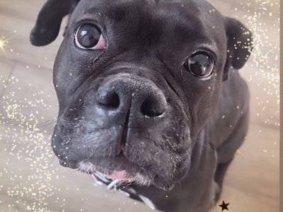 Energetic and loving 5y/o Boxer for adoption - intact and purebred