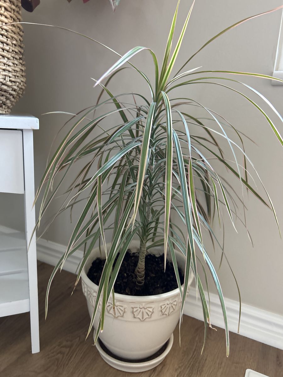 House Plant