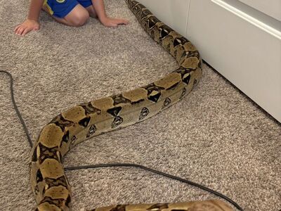 Female Columbian Boa
