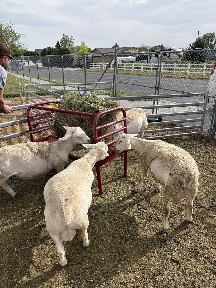 Breeding rams