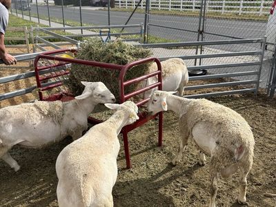 Breeding rams