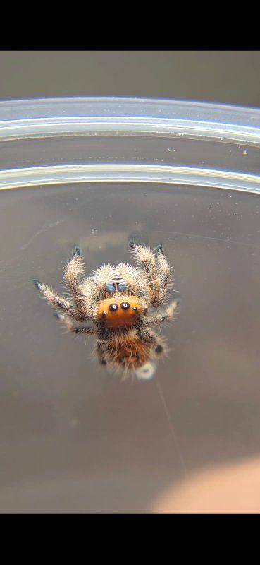reptile expo Boise Idaho jumping spiders