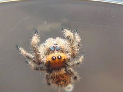 reptile expo Boise Idaho jumping spiders