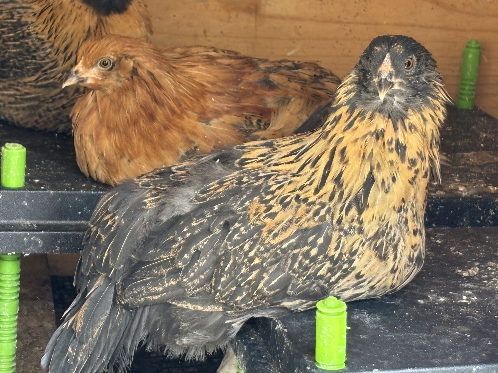Chickens for Sale - Various Breeds