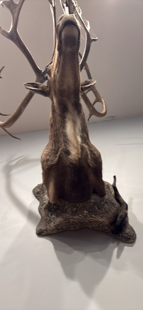 Main image 6