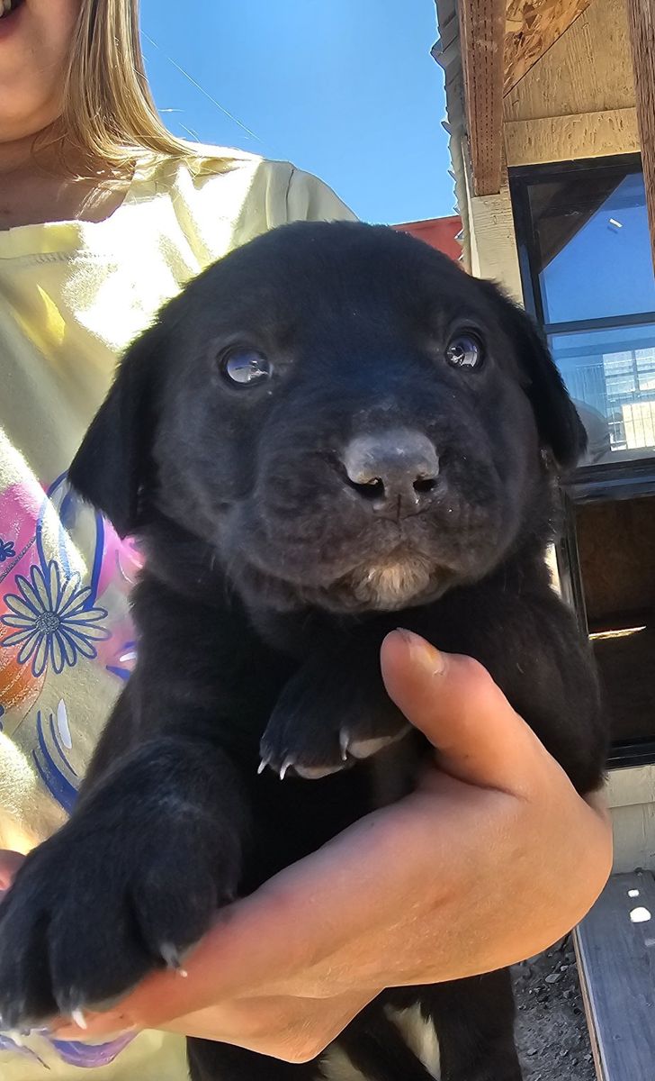 Golden Retriever/ Blue Heeler Puppies