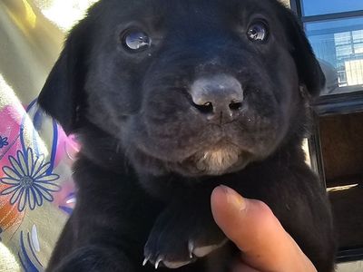 Golden Retriever/ Blue Heeler Puppies