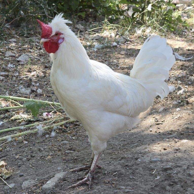 White Leghorn/Cream Legbar cross Rooster