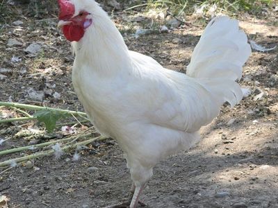 White Leghorn/Cream Legbar cross Rooster