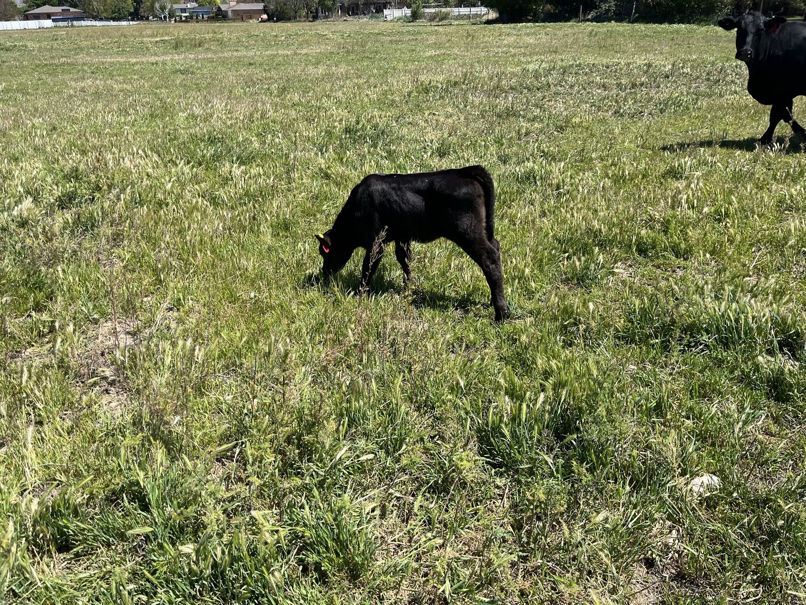 Month old simangus calf, female
