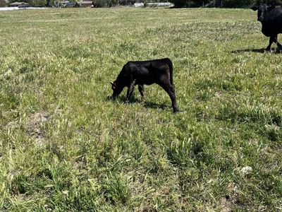 Month old simangus calf, female