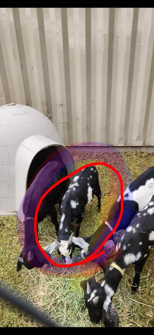 Male Goat