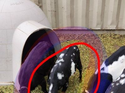 Male Goat