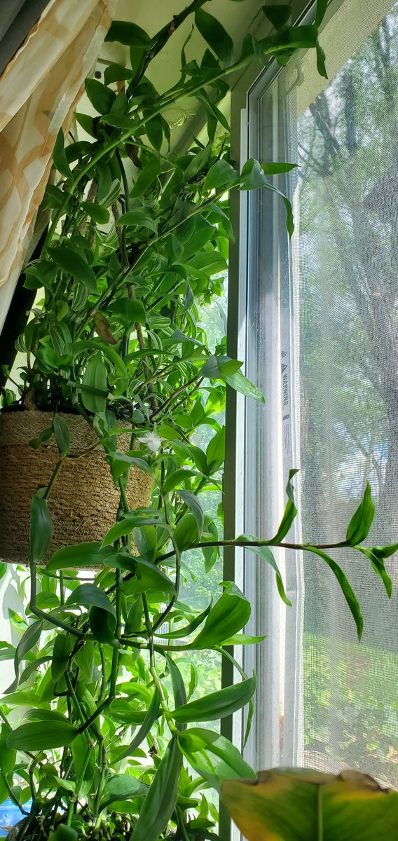 Plant starters