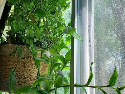 Plant starters