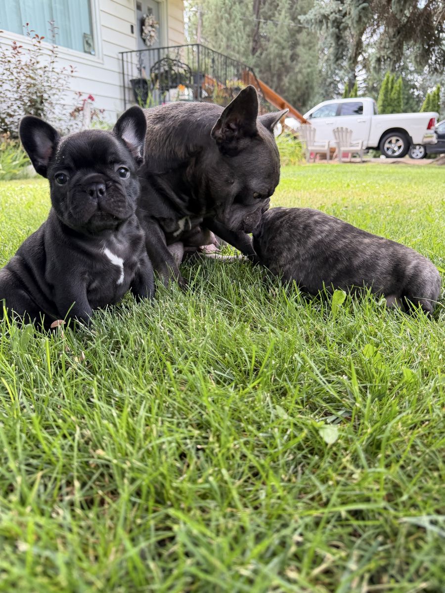 Babyface French Bulldogs