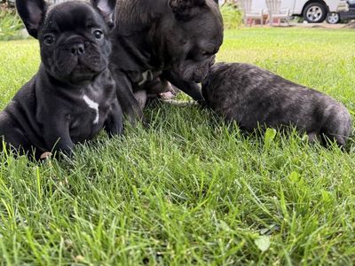 Babyface French Bulldogs