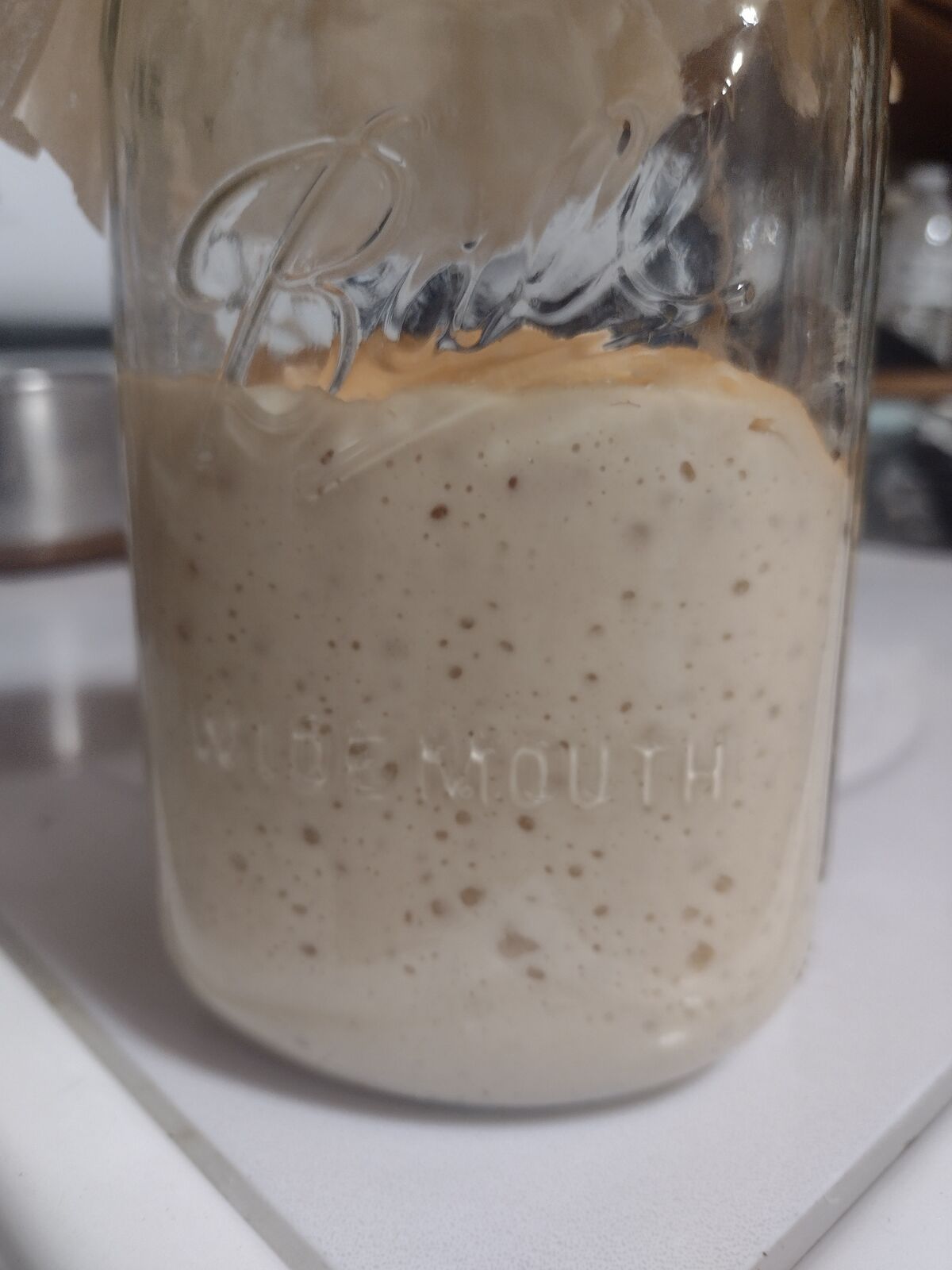 Sourdough starter